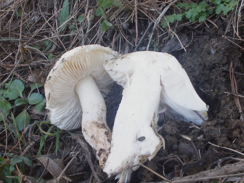 Tricholoma.